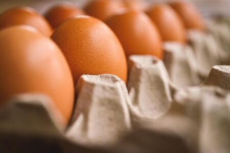 Eggs en Provence: France’s unique dinosaur egg trove – The Economic Times