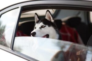Rouen Huskies divulge their secrets to success | 07/04/2025 – MLB.com