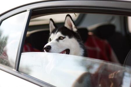 Rouen Huskies divulge their secrets to success | 07/04/2025 – MLB.com