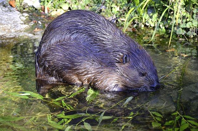 European Beavers Make a Thriving Comeback in Gironde for the First Time European beaver confirmed living in Gironde – The Connexion