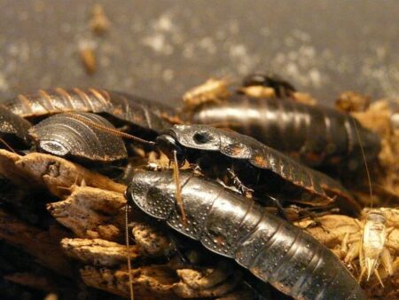 India’s ‘Cockroach’ Movement Triumphs as Education Minister Steps Down, Ending Protests India’s ‘Cockroach’ movement ends protests after education minister resigns – France 24