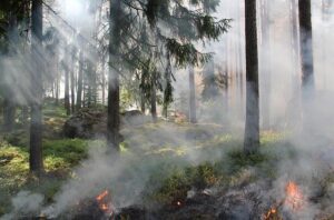 Wildfire Map Spotlight: Fontainebleau Forest Fire, France – IQAir