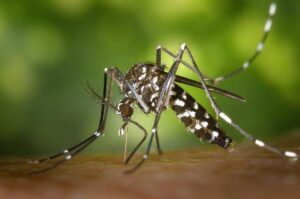 French company fights mosquitoes without spraying chemicals – The Connexion