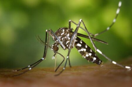 French company fights mosquitoes without spraying chemicals – The Connexion