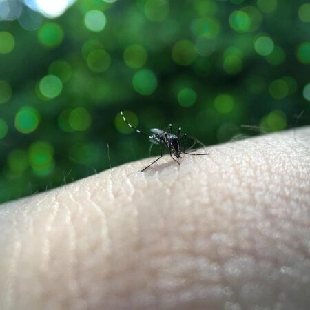 Native case of dengue fever reported in Marseille – connexionfrance.com