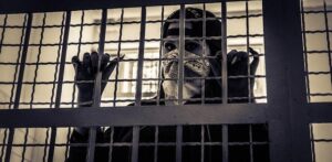 B.C. gangster arrested in France: Government looking to seize 3 of his properties worth $11m – Surrey Now-Leader