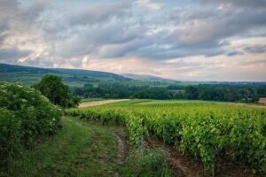 Ancient DNA reveals 4000 years of grapevine diversity, viticulture and clonal propagation in France – Nature