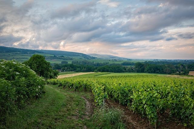 Discovering 4,000 Years of Grapevine Diversity and Winemaking Traditions in France Through Ancient DNA Ancient DNA reveals 4000 years of grapevine diversity, viticulture and clonal propagation in France – Nature