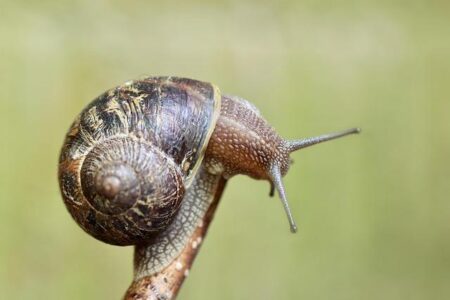New AI sensors developed in Grenoble track arrival of pollen in France – The Connexion