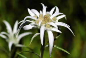Primavera 2026: A Celebration of Rare Plants at the University of Montpellier – Université de Montpellier