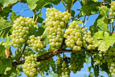 The MICHELIN Guide celebrates Bordeaux’s excellence in its new grape selection – Groupe Michelin